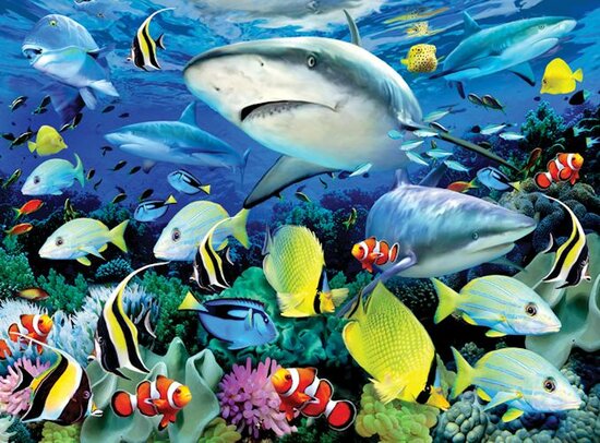 Painting by numbers - REEF SHARKS